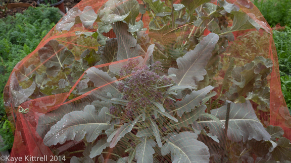 After the rain-broccoli