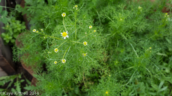 After the rain-camomile