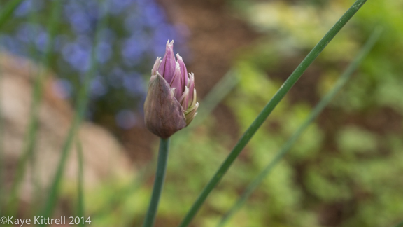 After the rain-chive