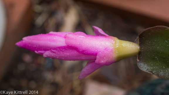 After the rain-cactus bloom