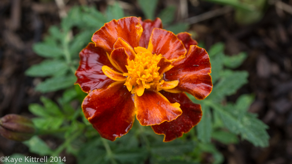 After the rain-marigold