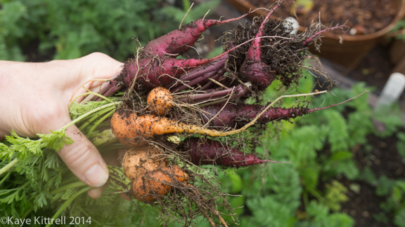 After the rain-carrots
