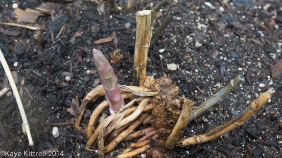 After the rain-asparagus