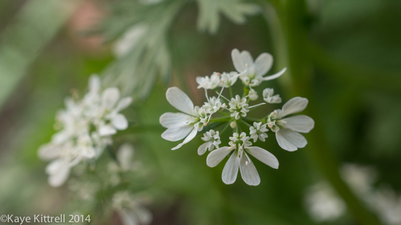 After the rain-cilantro