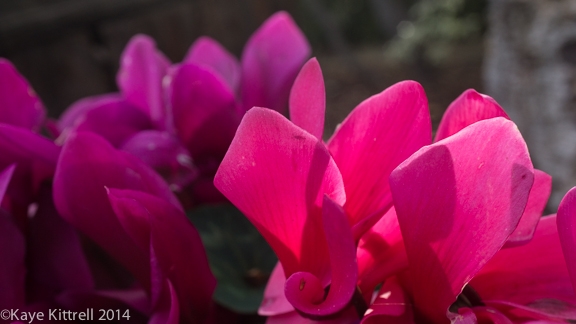Cyclamen-kk-14 Winter Garden Update-cyclamen