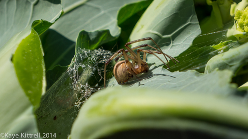 Winter Garden Update-spider