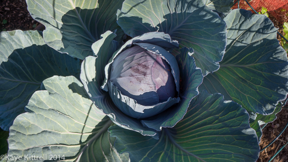 Red Acre Cabbage-kk-14 Winter Garden Update-cabbage