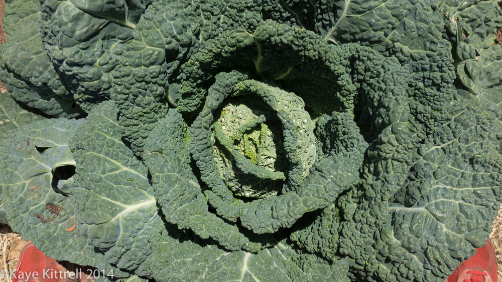 Growing Savoy Cabbage 1&2-cabbage