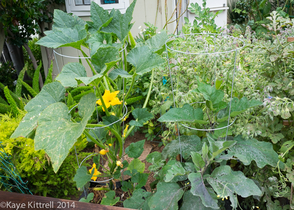 My Easy Ratatouille-plants