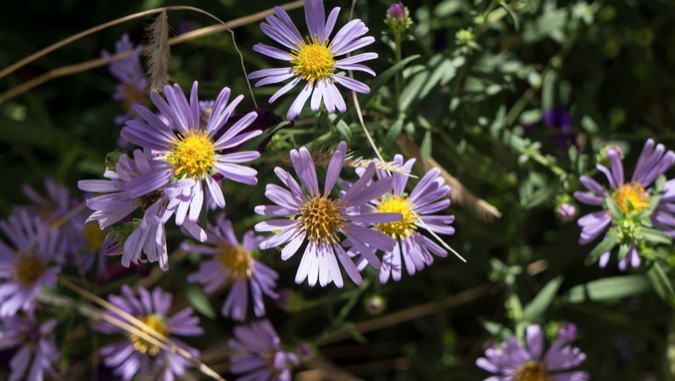 Grow a Native Meadow in Your Yard - Aster
