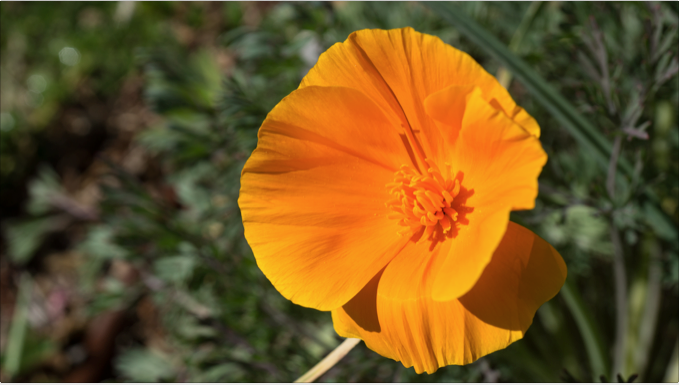 Grow a Native Meadow in Your Yard - Poppy