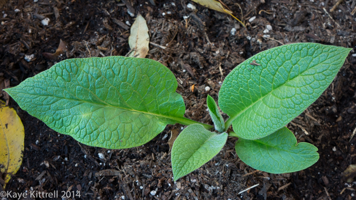 My Experience Growing True Comfrey - after 1 month