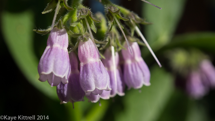 My Experience Growing True Comfrey - Bell flowers