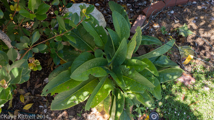 My Experience Growing True Comfrey - revived