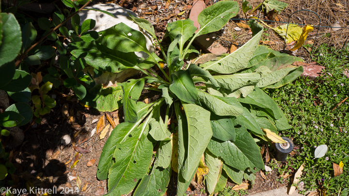 My Experience Growing True Comfrey - wilting