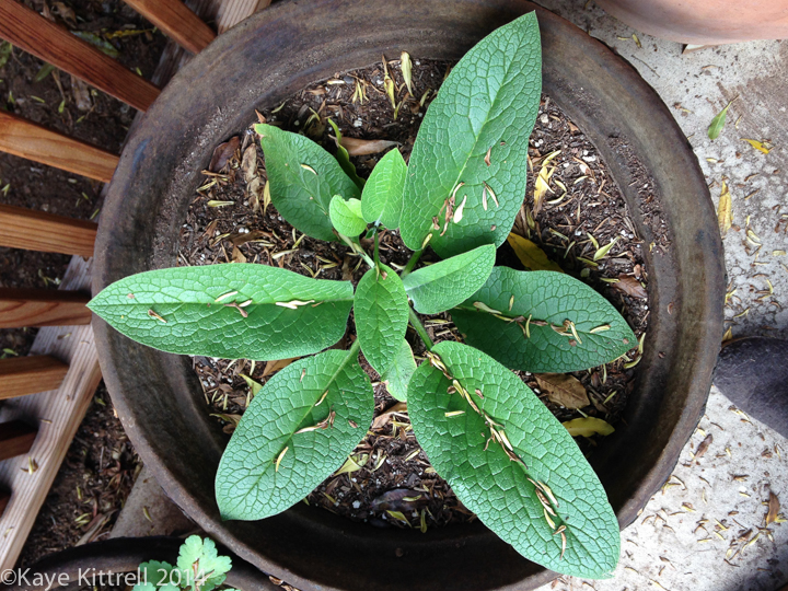 My Experience Growing True Comfrey - at 7 weeks