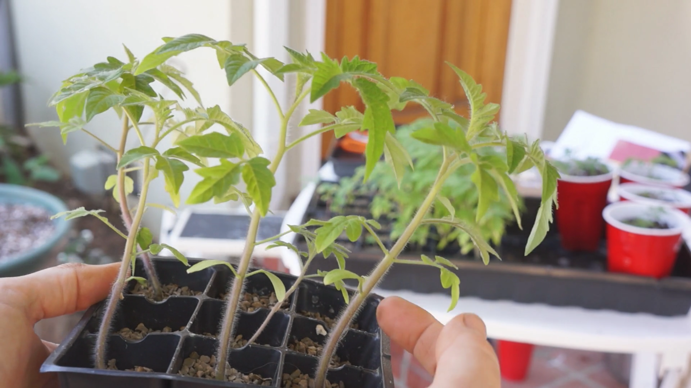 Growing Heirloom Tomatoes Part 1 - seedlings