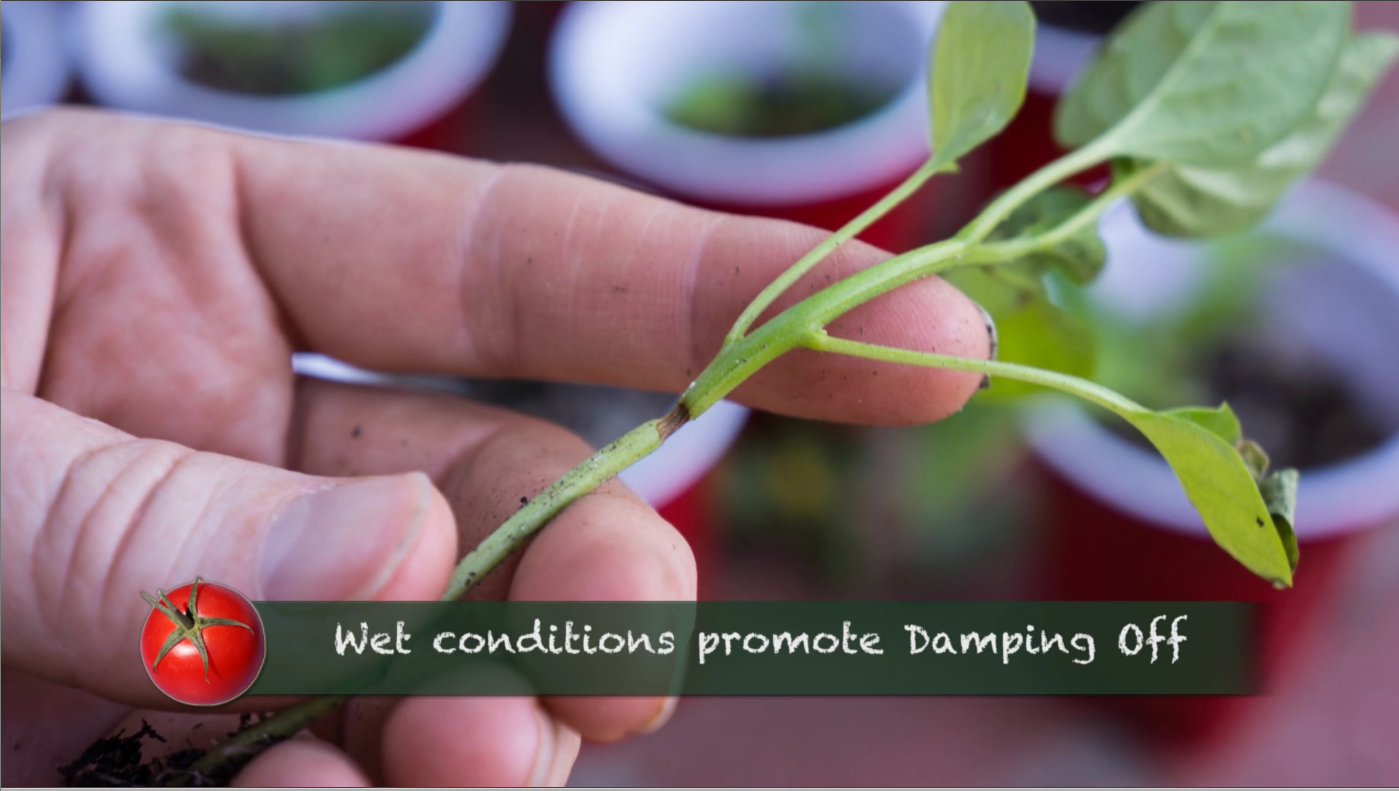 Growing Heirloom Tomatoes Part 1 - damping off