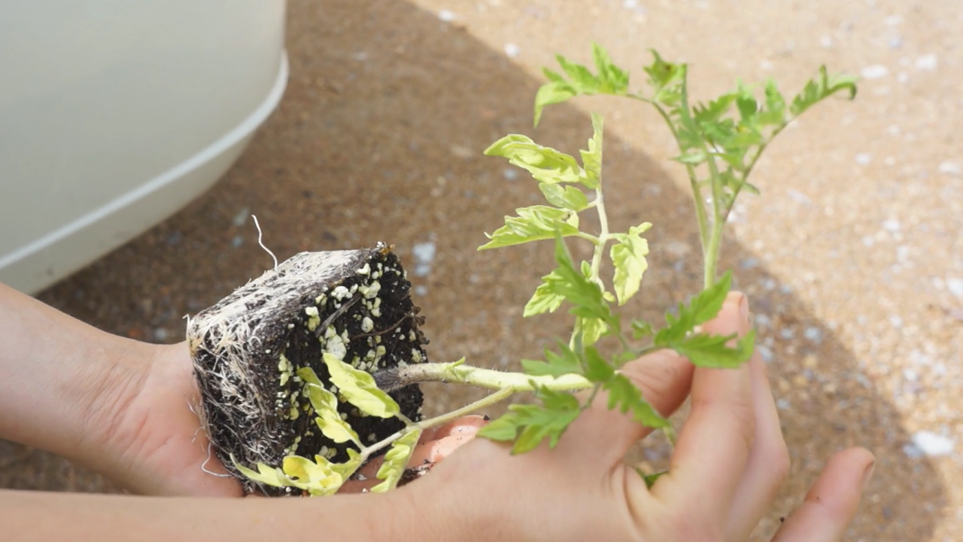 Growing Heirloom Tomatoes Part 1 - plant