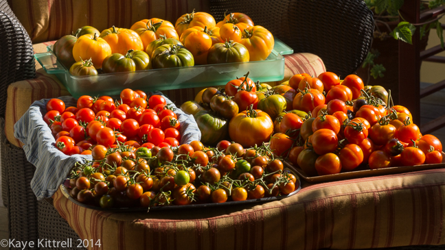 My Tomato Cooking, or How I Got Around the Canning Thing-harvest