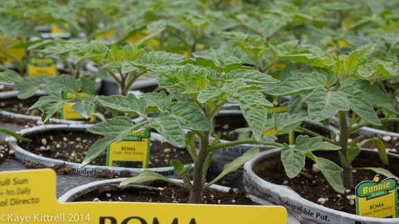 Bonnie is so Bonny: No Neonics - Roma tomato plants