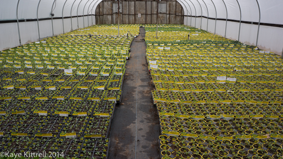Bonnie is so Bonny: No Neonics! - peppers
