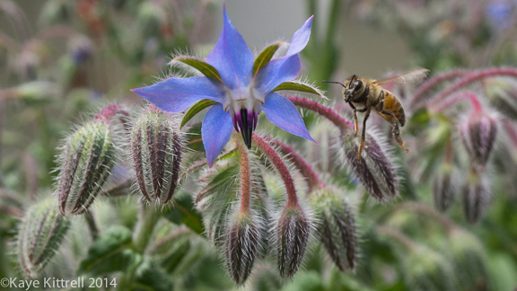 Bonnie is so Bonny: No Neonics - Bee & Borage
