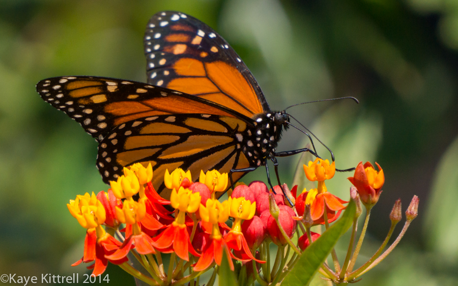 Morning Impressions with Monarchs - Monarch butterfly