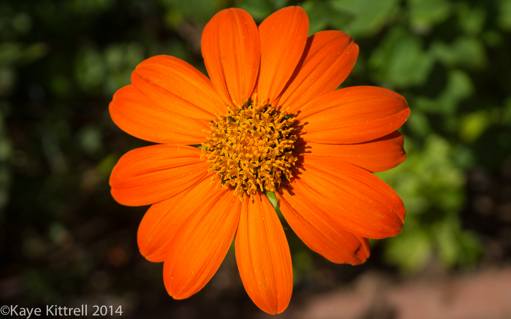 October Blooms both ethereal and lusty
