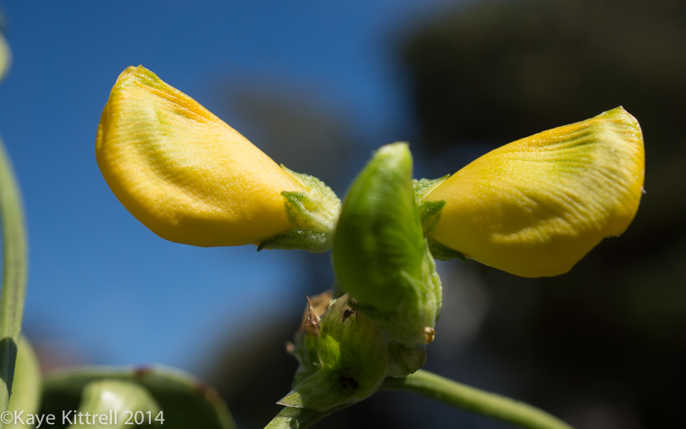 October Blooms both Ethereal and Lusty - beans