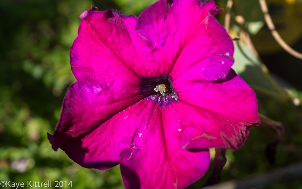 October Blooms both Ethereal and Lusty - petunia