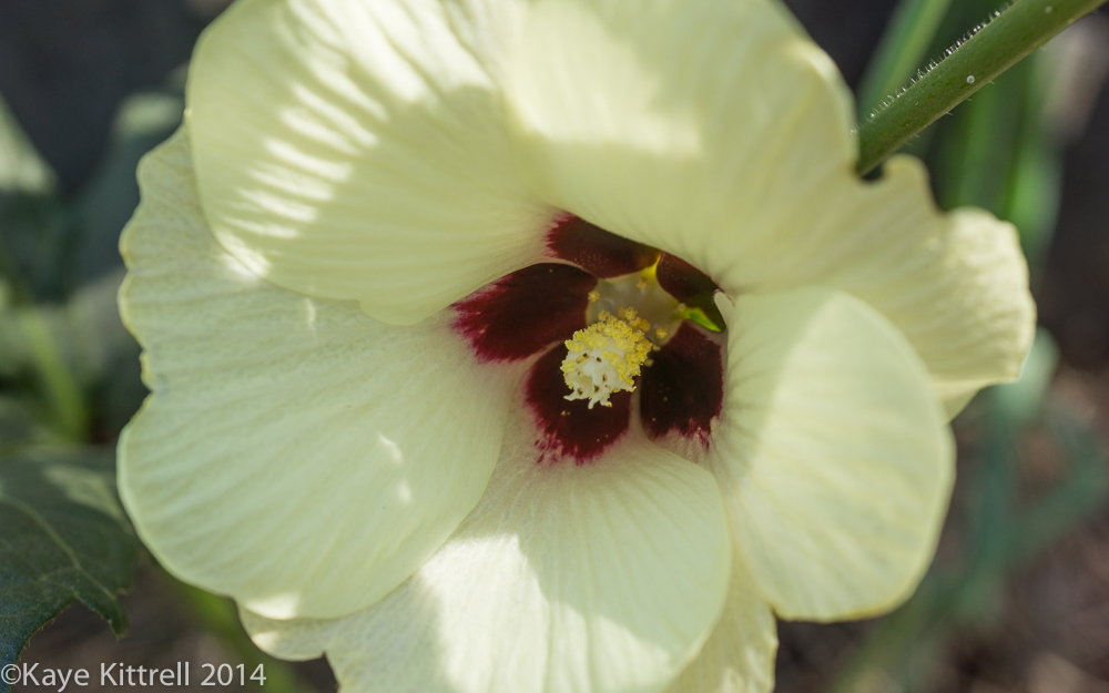 October blooms both ethereal and lusty - okra