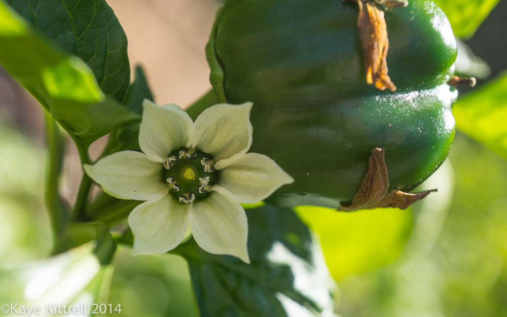 October blooms both Ethereal and Lusty - pepper