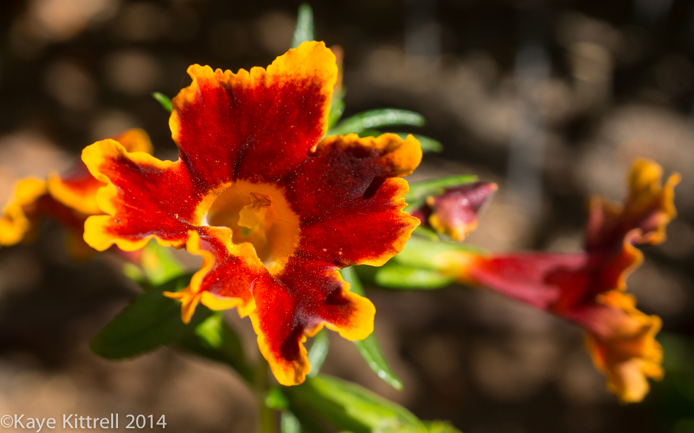 October Blooms both Ethereal and Lusty