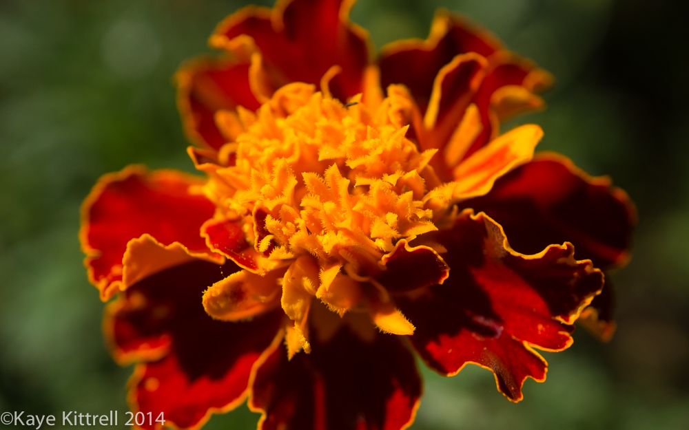 October Blooms both ethereal and lusty - marigold