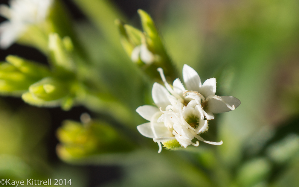 October blooms both ethereal and lusty - stevia