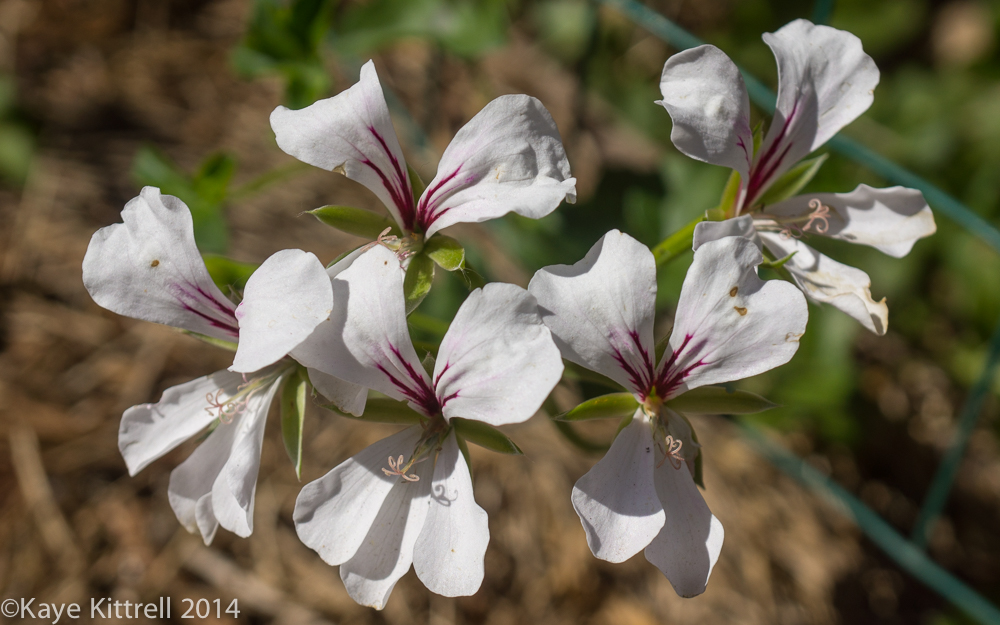 October blooms both ethereal and lusty - geranium