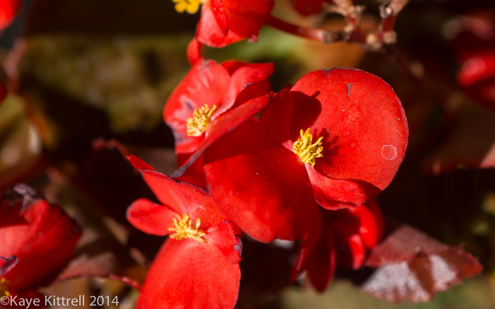 October blooms both Ethereal and lusty - begonia