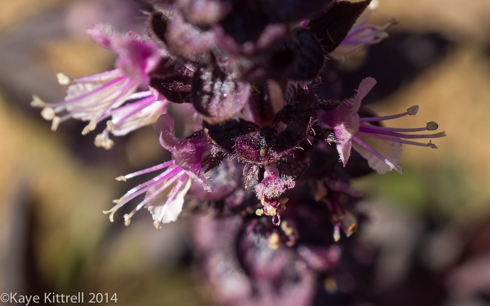 October Blooms both ethereal and lusty - basil