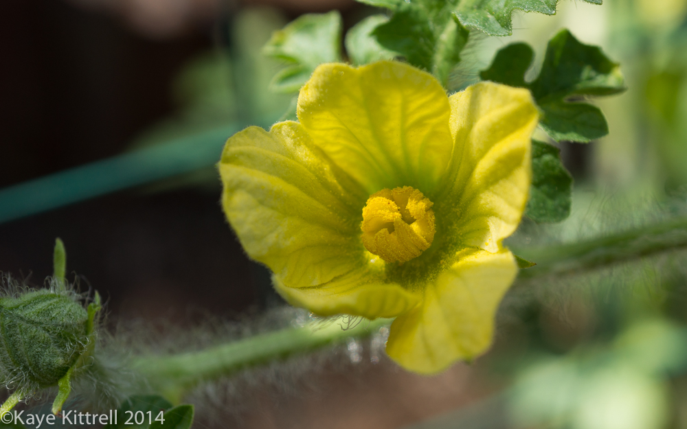 October blooms both ethereal and lusty - watermelon