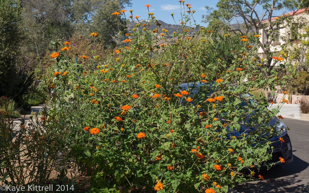 October blooms both ethereal and lusty - bush