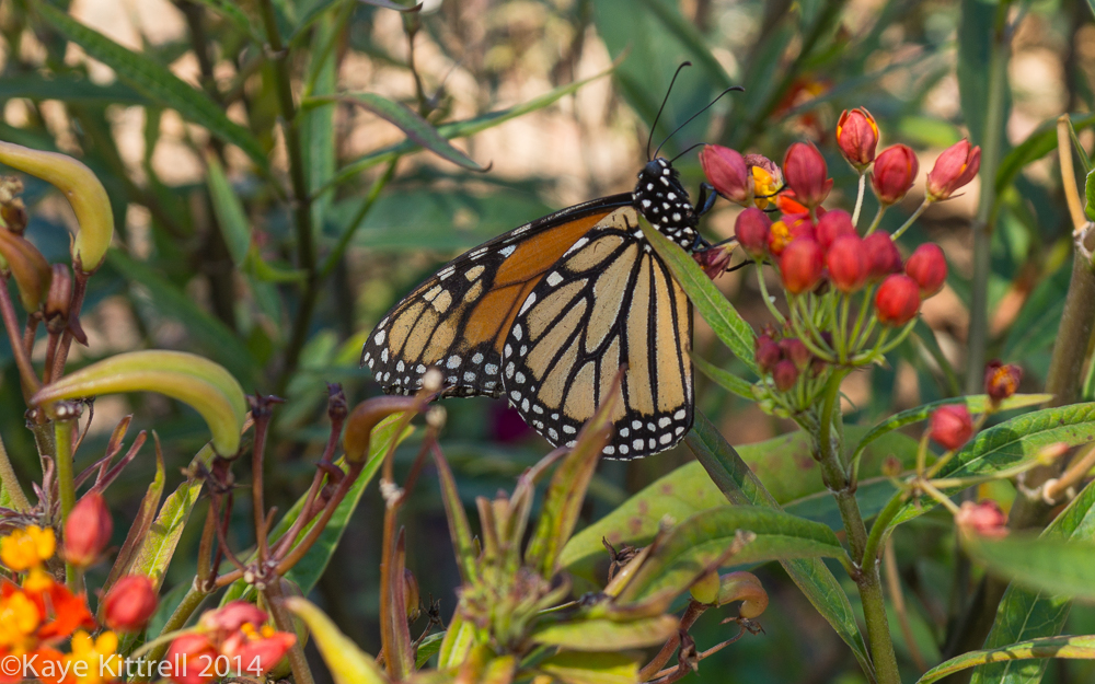 October blooms both ethereal and lusty - Monarch on milkweed