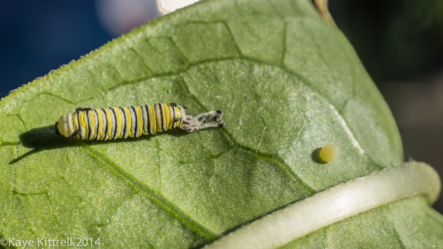 Morning Impressions with Monarchs - Monarch egg