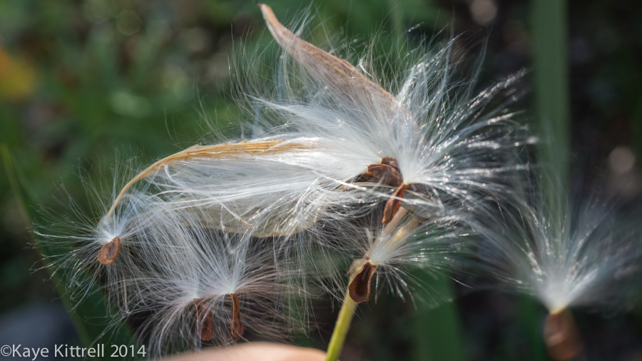 Morning Impressions with Monarchs - milkweed seed pod