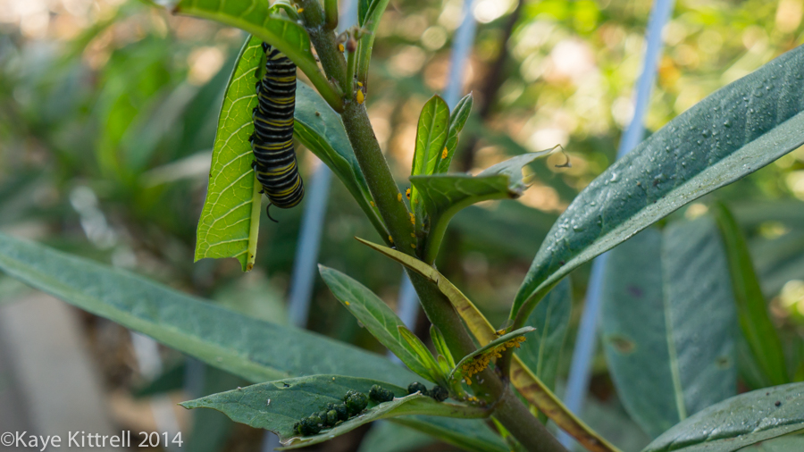 Morning Impressions with Monarchs - frass