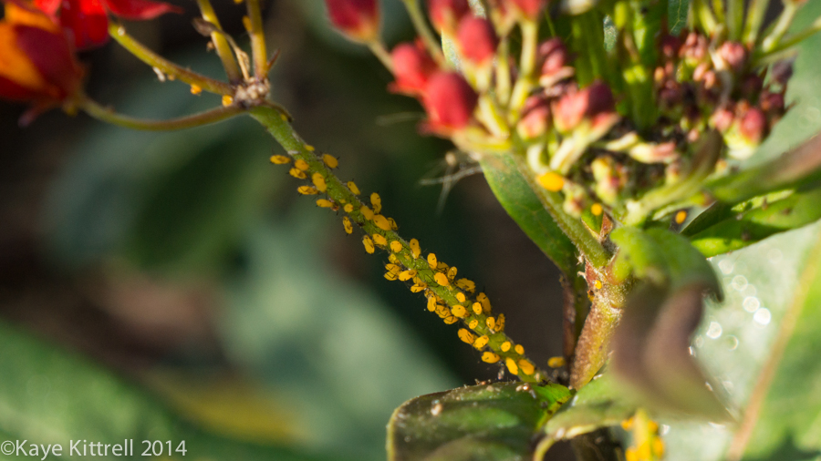 Morning Impressions with Monarchs - aphids