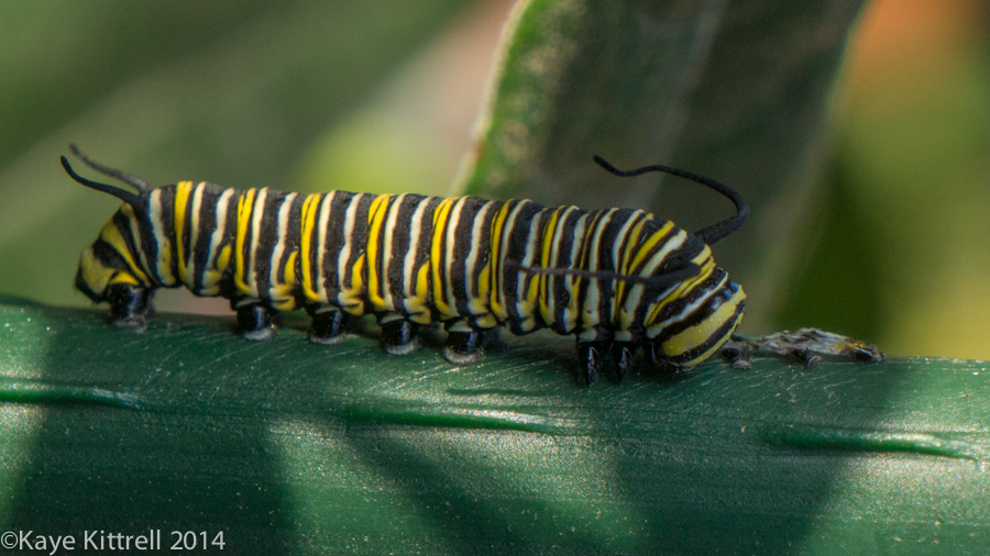 Morning Impressions with Monarchs