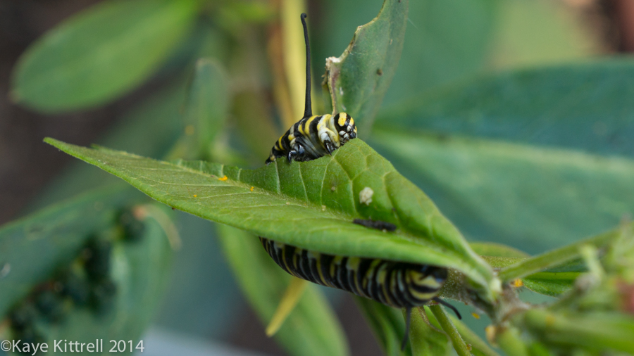 Morning Impressions with Monarchs - Monarch caterpillar eating