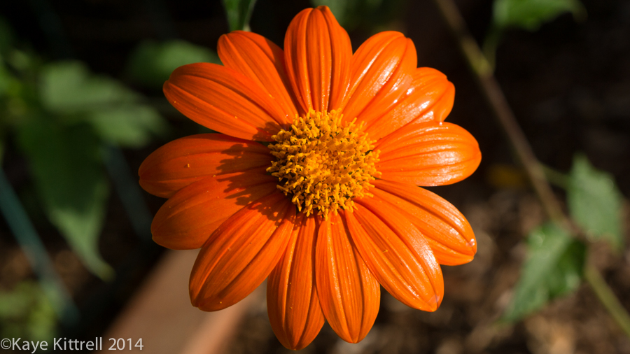 Morning Impressions with Monarchs - Mexican sunflower
