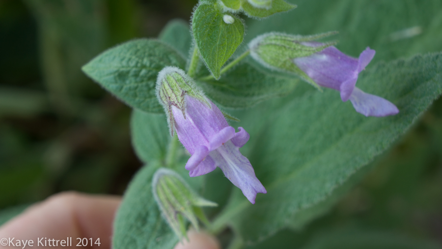 Morning Impressions with Monarchs - pitcher sage